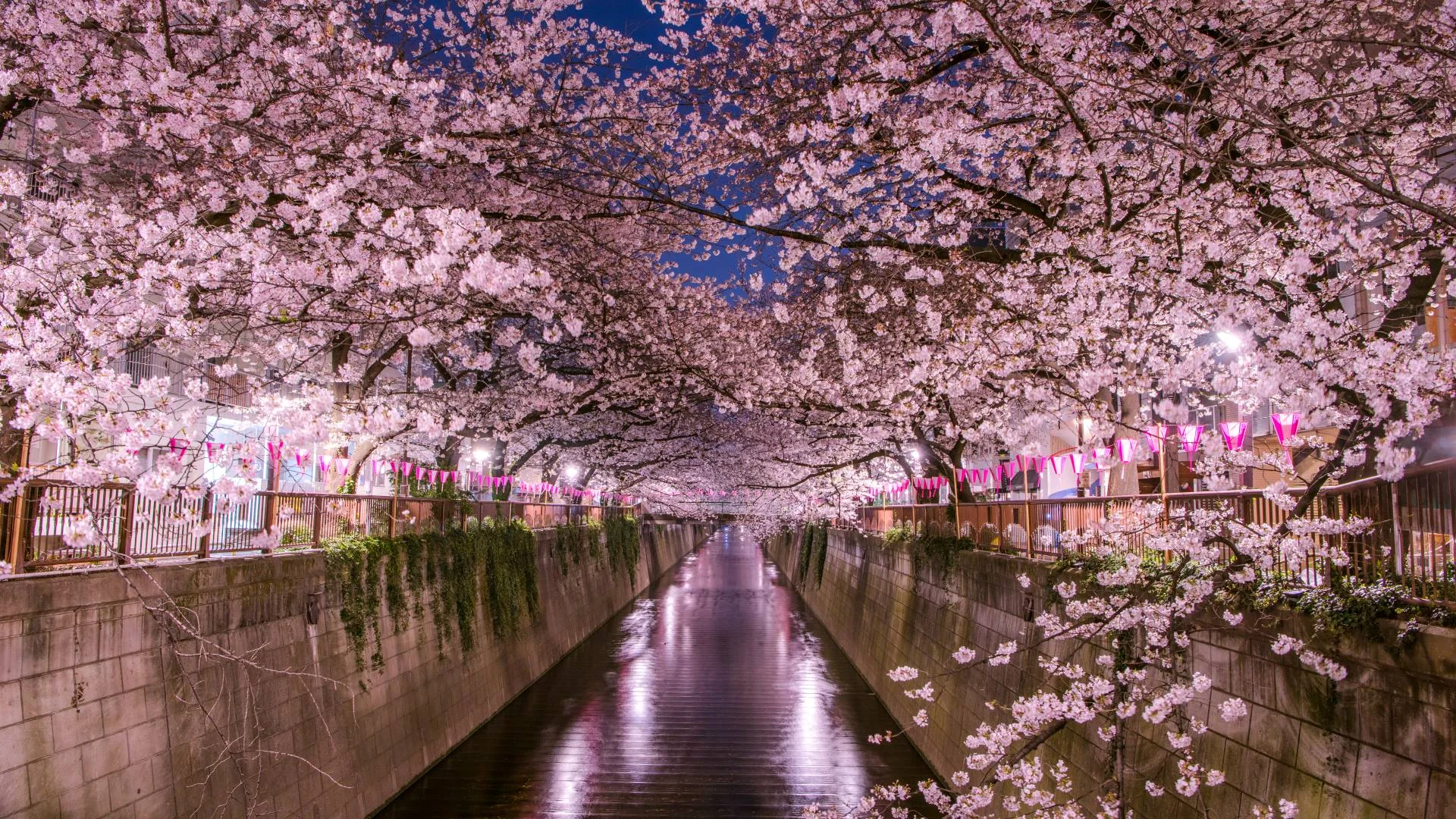 Japan’s cherry blossom season begins as first blooms appear in Tokyo