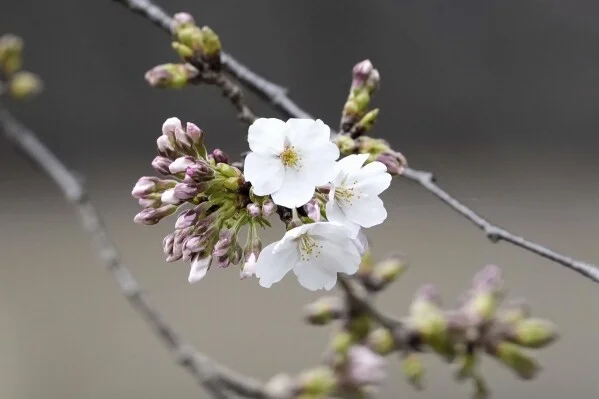 Japan's cherry blossom